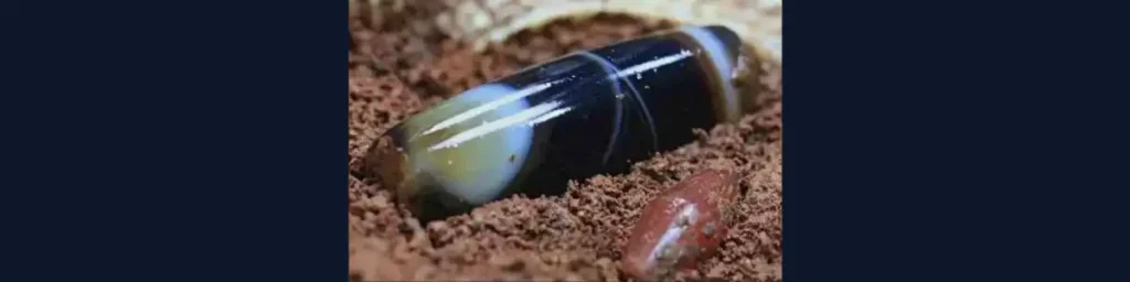 silk agate history proof