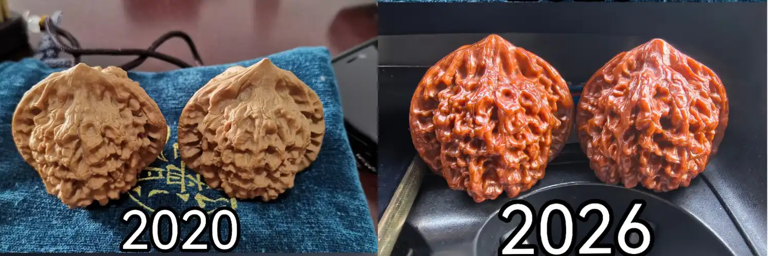 Two wenwan walnuts compared side by side in 2020 and 2026, changing from dry pale tan shells to deep glossy reddish-brown patina | Glint & Grain